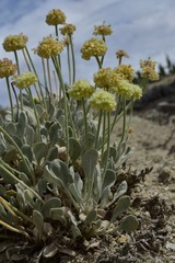 Eriogonum anemophilum