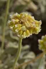 Eriogonum anemophilum