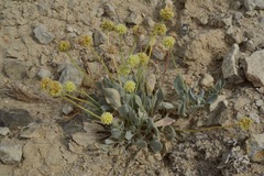 Eriogonum anemophilum