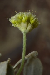 Eriogonum anemophilum