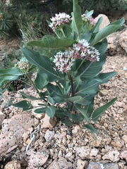 Asclepias hallii