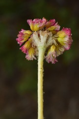 Eriogonum anemophilum