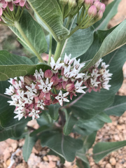 Asclepias hallii