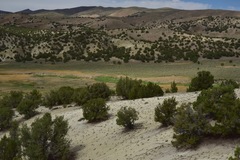 Eriogonum anemophilum