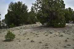 Eriogonum anemophilum