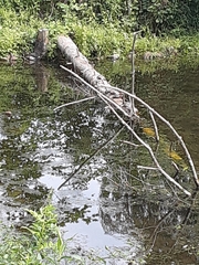 Chrysemys picta picta