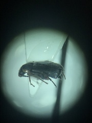 Attalus terminalis
