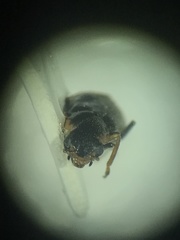 Attalus terminalis