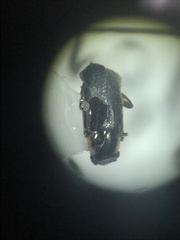 Attalus terminalis