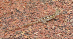 Diporiphora winneckei