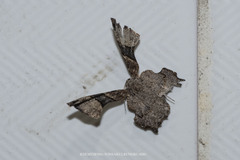 Monobolodes pernigrata