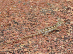 Diporiphora winneckei