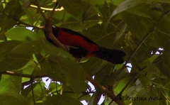 Ramphocelus dimidiatus