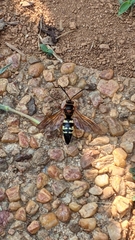 Sphecius speciosus