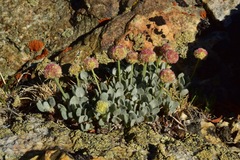 Eriogonum kingii