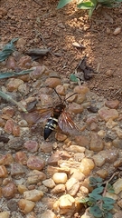 Sphecius speciosus