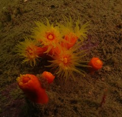 Dendrophyllia arbuscula