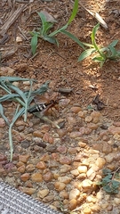 Sphecius speciosus