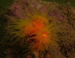 Dendrophyllia arbuscula