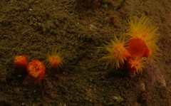 Dendrophyllia arbuscula