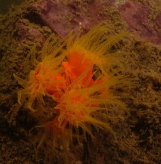 Dendrophyllia arbuscula