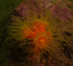 Dendrophyllia arbuscula