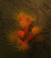 Dendrophyllia arbuscula