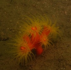 Dendrophyllia arbuscula