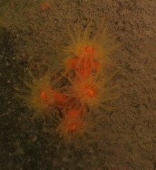 Dendrophyllia arbuscula