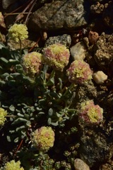 Eriogonum kingii