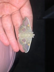 Siga pyronia