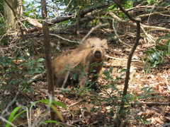 Sus scrofa leucomystax