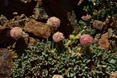 Eriogonum kingii