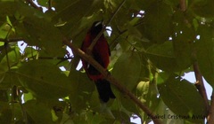 Ramphocelus dimidiatus