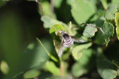 Bombylius incanus