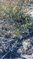 Drosanthemum lavisii