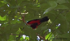 Ramphocelus dimidiatus