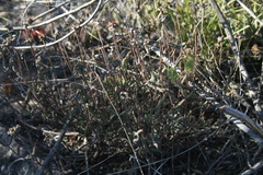 Drosanthemum lavisii