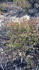 Drosanthemum lavisii