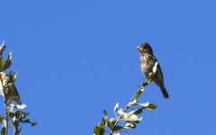 Amblyospiza albifrons