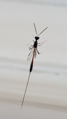 Gasteruption jaculator