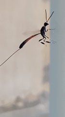 Gasteruption jaculator