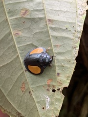 Omaspides specularis