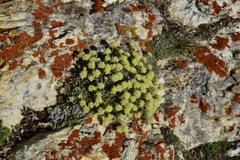 Eriogonum kingii