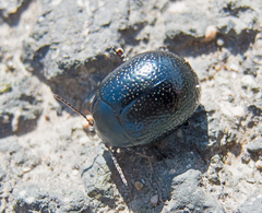 Chrysolina vernalis