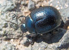 Chrysolina vernalis