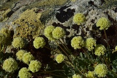 Eriogonum kingii