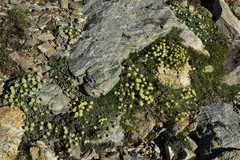 Eriogonum kingii