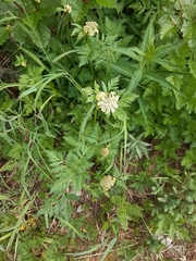 Ligusticum canbyi
