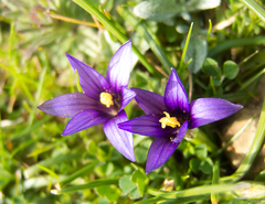 Romulea linaresii